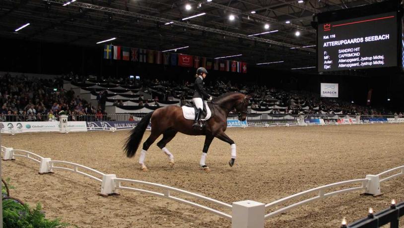 Hest & Rytter