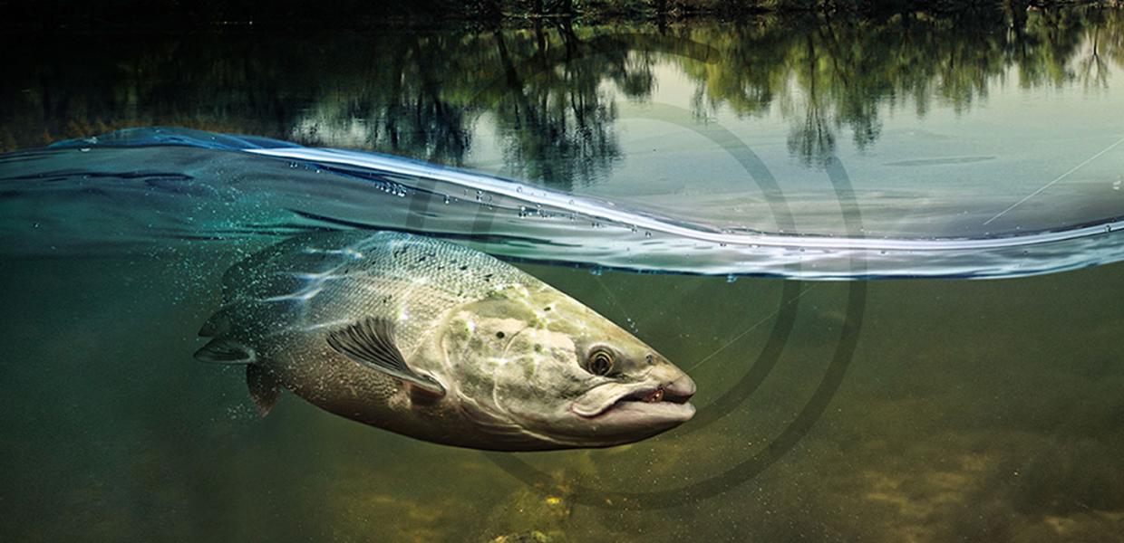 Riverfisher