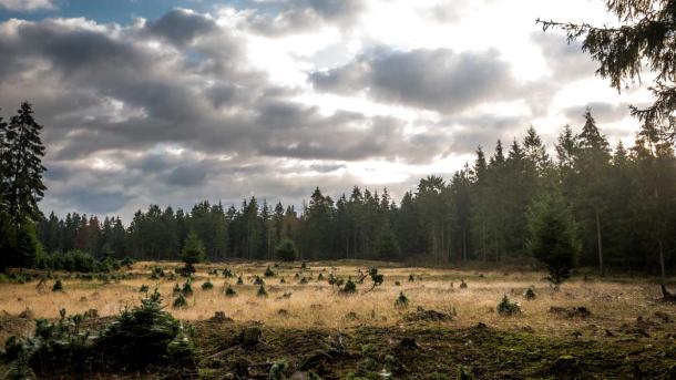 Mountainbikebane i Gludsted Plantage