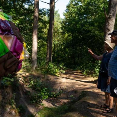 Deep Forest Art Land