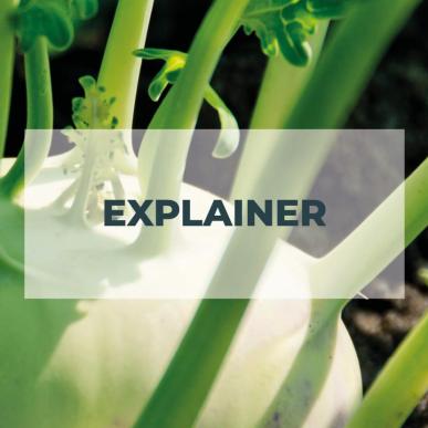 Explainer