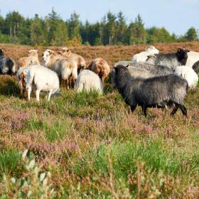 Præstbjerg Naturcenter